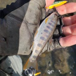 増水期待したけど、、、