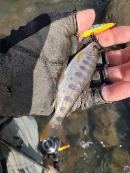 増水期待したけど、、、