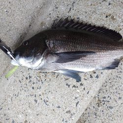 やっぱりチヌしか…