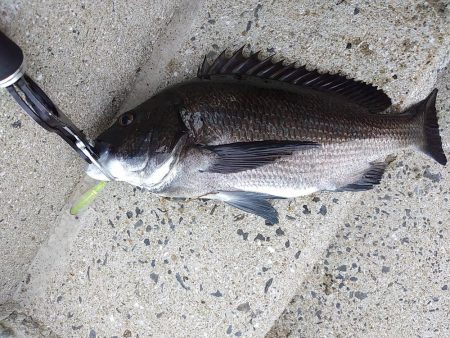 やっぱりチヌしか…