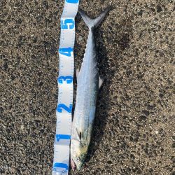 ジギング、アジング