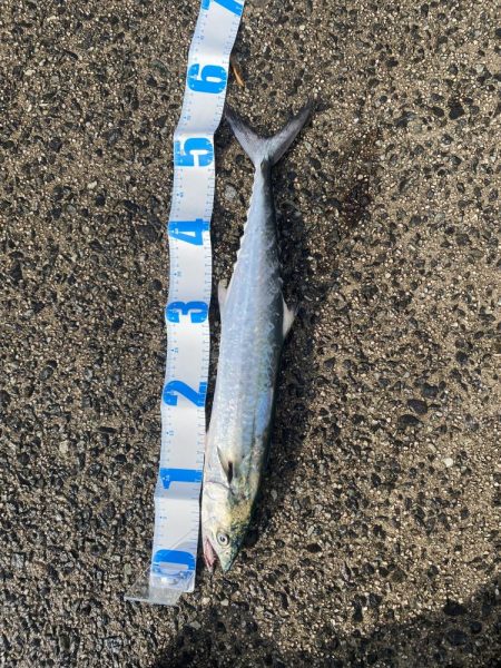 ジギング、アジング