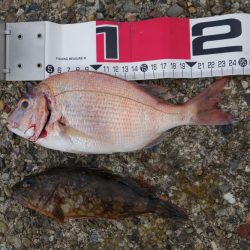 日中はベラ多し