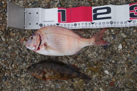 日中はベラ多し