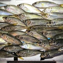 悶絶お豆アジング