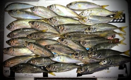 悶絶お豆アジング