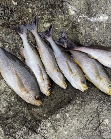 グレ狙いのはずが！？