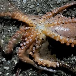 キス投げ釣り(引き釣り)