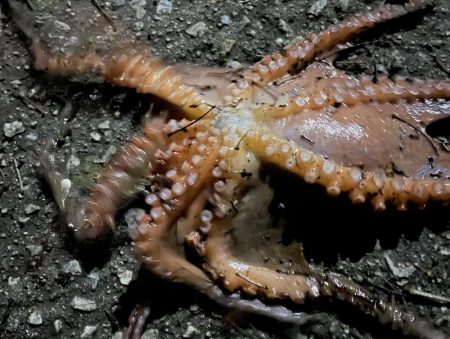 キス投げ釣り(引き釣り)