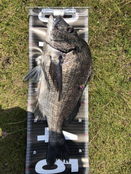 2日連続60枚越え‼…