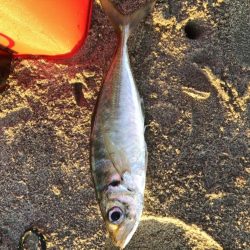 朝マヅメ　サーフアジング