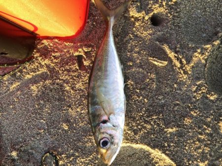 朝マヅメ　サーフアジング