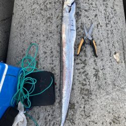 今期の太刀魚はデカい