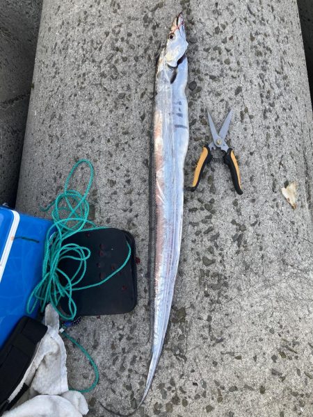 今期の太刀魚はデカい