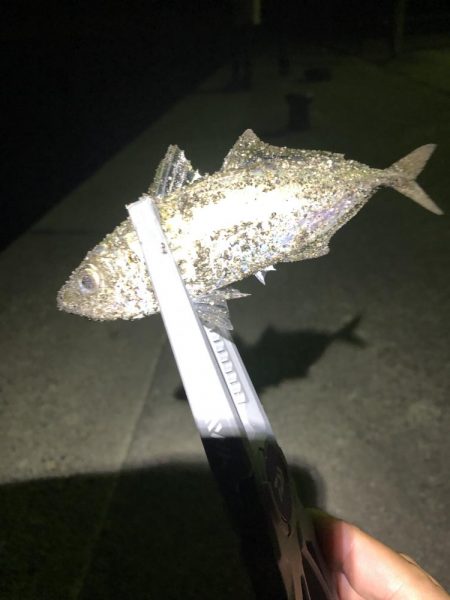 暑い日は夜釣りに限る