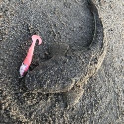 サーフ フラット マゴチ