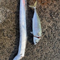 シーズン開幕！？