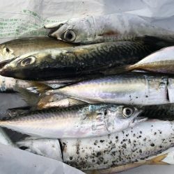 アジそしてサバ