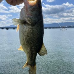 カバースキャット