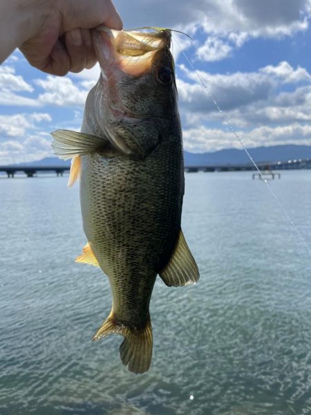 カバースキャット