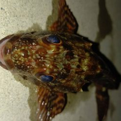 厳しい釣行でアジは留守でした