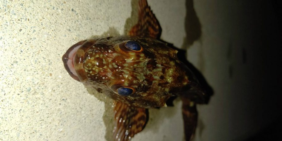 厳しい釣行でアジは留守でした