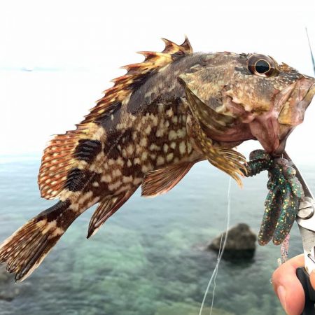 でかっ♪ガシラ