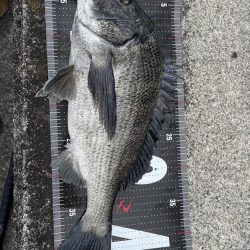 3釣行連続60匹超え‼️