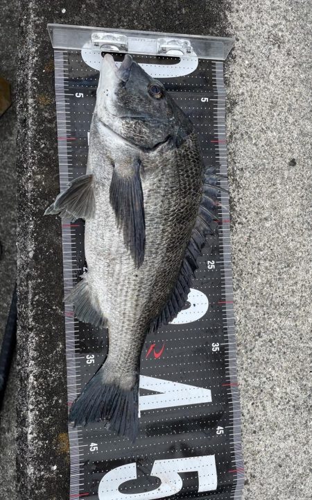 3釣行連続60匹超え‼️