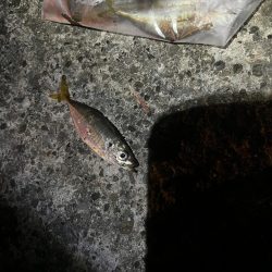 仕事終わりのアジ調査