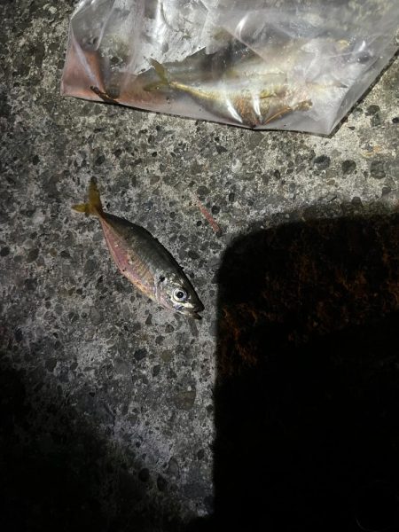 仕事終わりのアジ調査