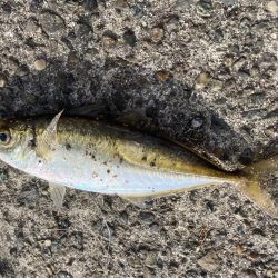 アジ釣れた🎣