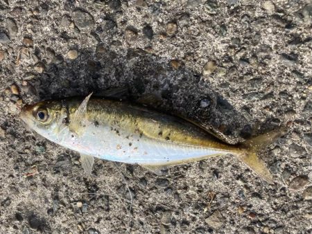 アジ釣れた🎣