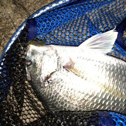 チヌハンターパート14