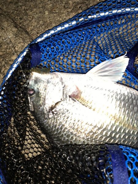 チヌハンターパート14