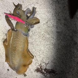 ナイトエギング