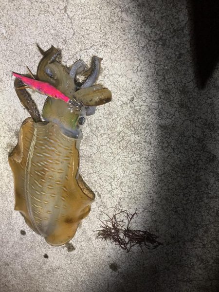 ナイトエギング