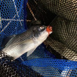 チヌハンターパート20