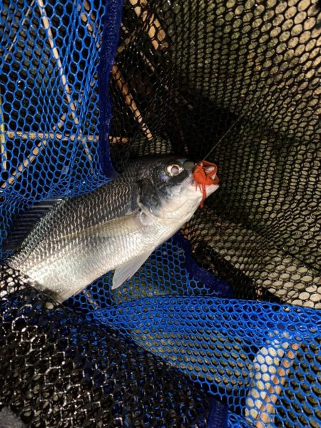 チヌハンターパート20