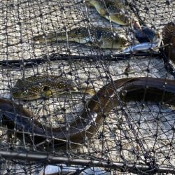 兵庫県の離島のドブ川ででまさかの60オーバーのウナギがとれた！