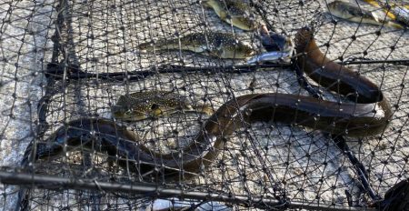 兵庫県の離島のドブ川ででまさかの60オーバ…