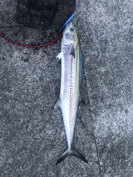 おっちゃんの名にかけてw。