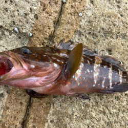 ロックロックロック