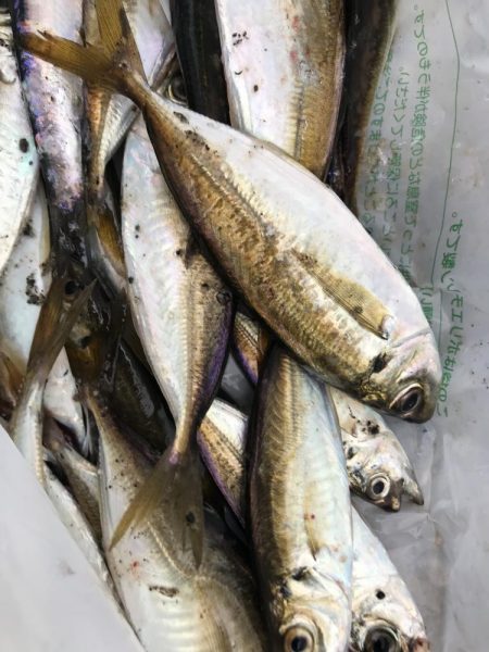 今日はアジが主流。