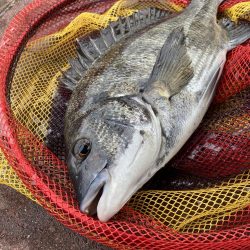 久しぶりのポイント