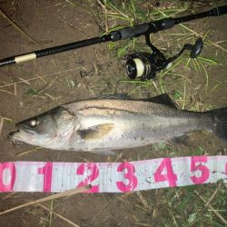 雨後シーバス行ってきました。