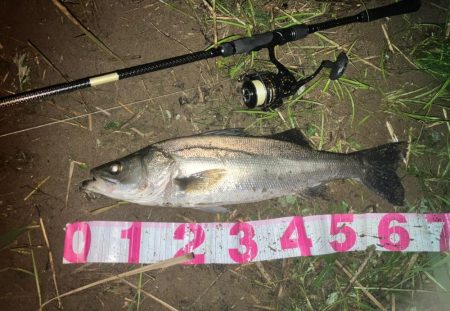 雨後シーバス行ってきました。