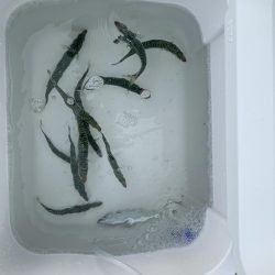 小サバが釣れ始めました