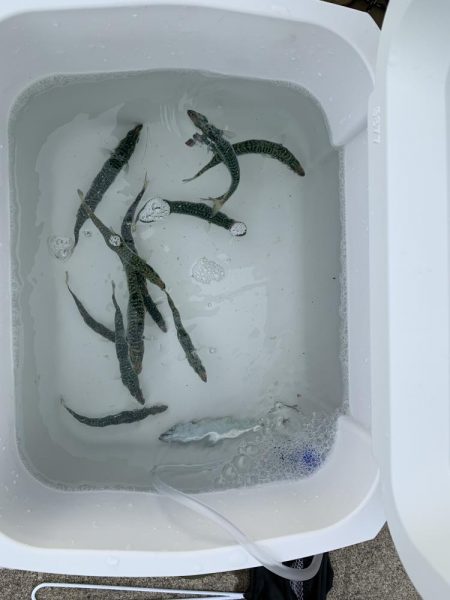 小サバが釣れ始めました