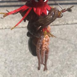 タコ釣りライバル満載でのシーサイド